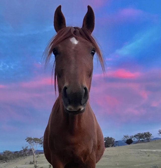 Rescued horse at sunset