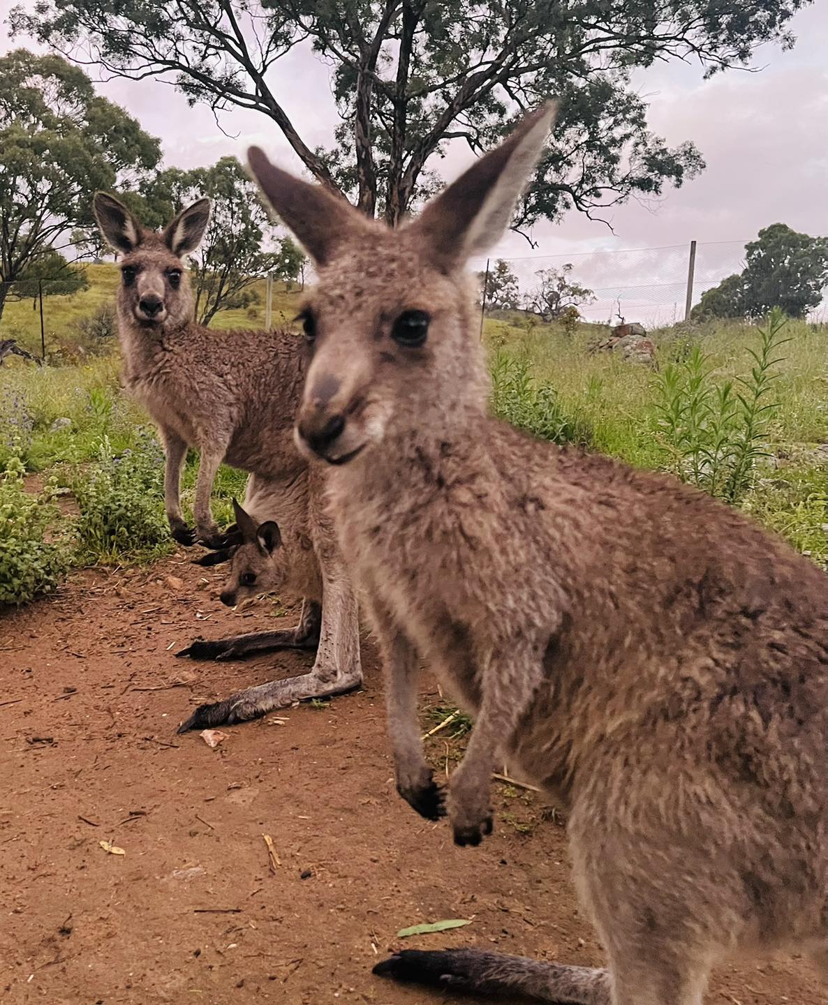 Kangaroos at the sanctuary