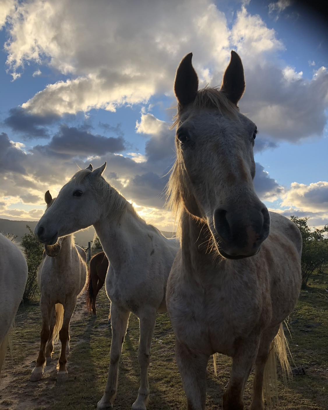 Horses at sunset