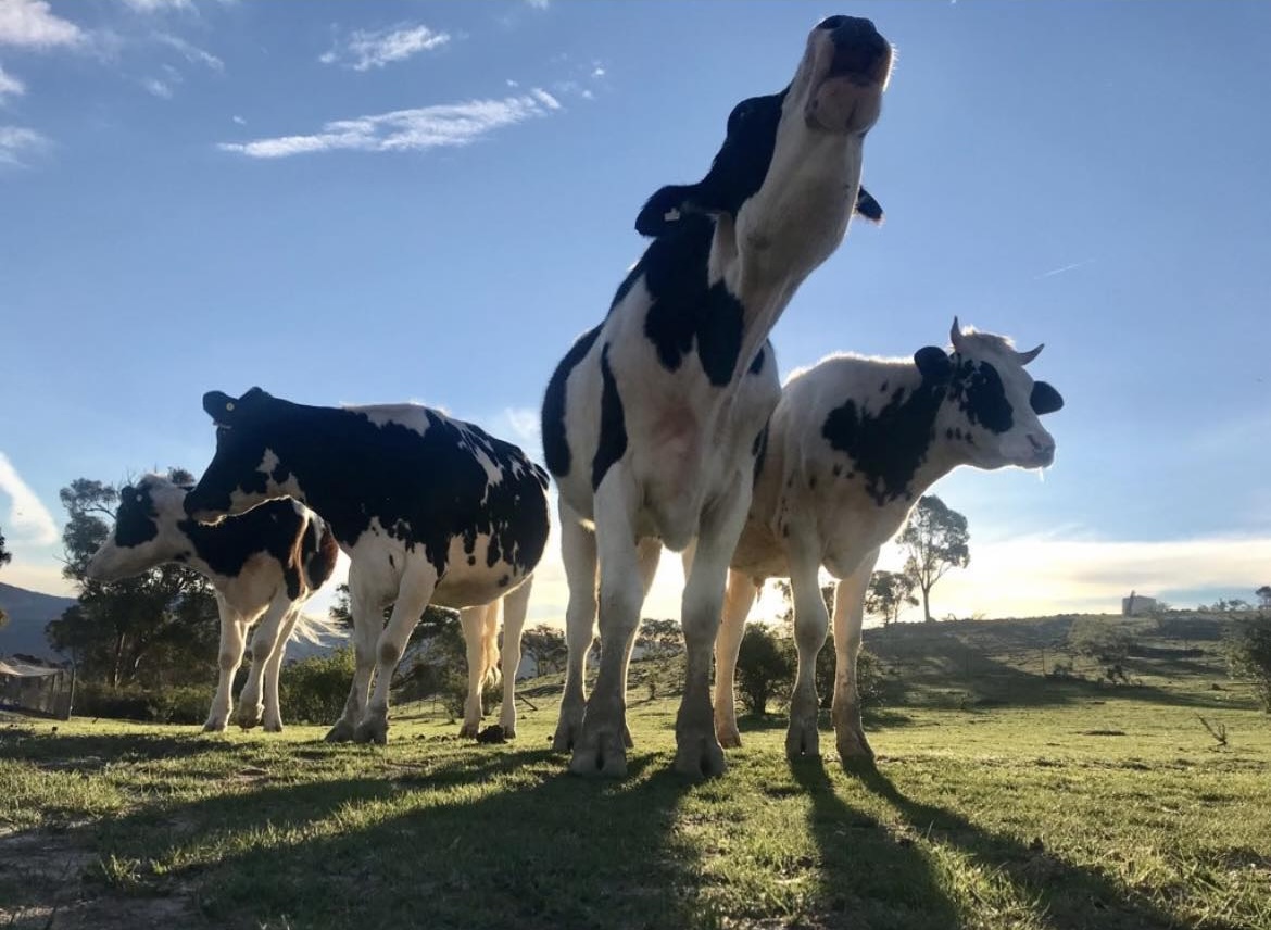 Rescued cows on the hillside