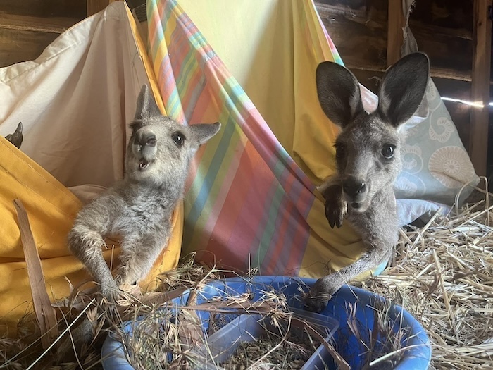 Rescued joeys in their nursery