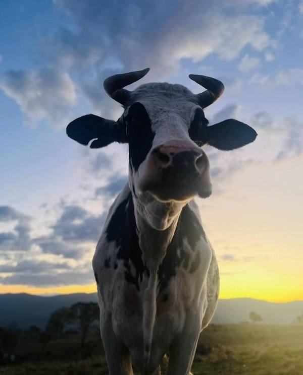 Moonard the cow at sunset