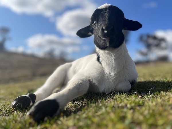 Sebastian the lamb relaxing in the sunshine