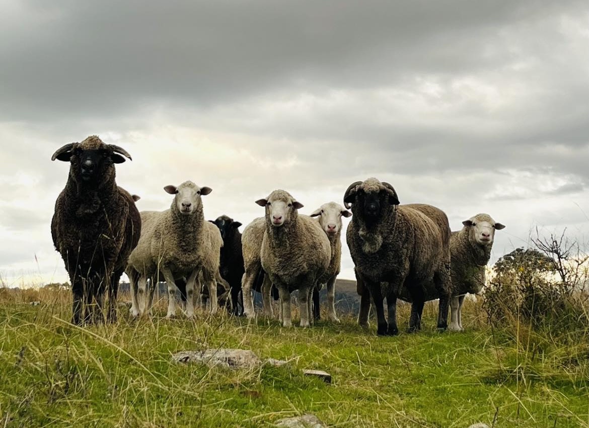 The sheep flock on the hills