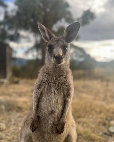 Ziggy the kangaroo